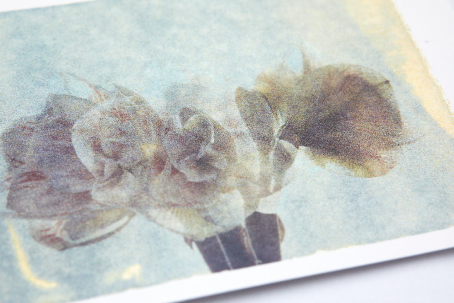 Postkarte amaryllis