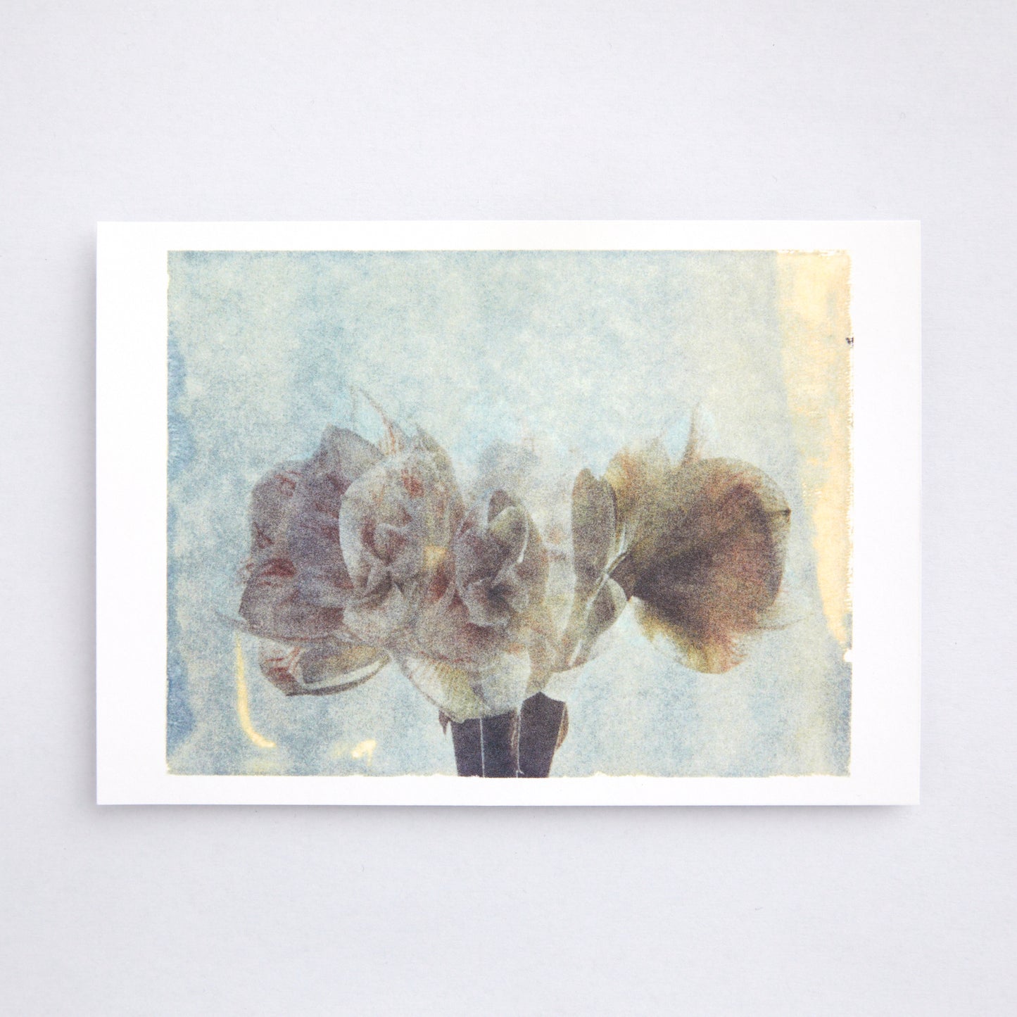 Postkarte amaryllis