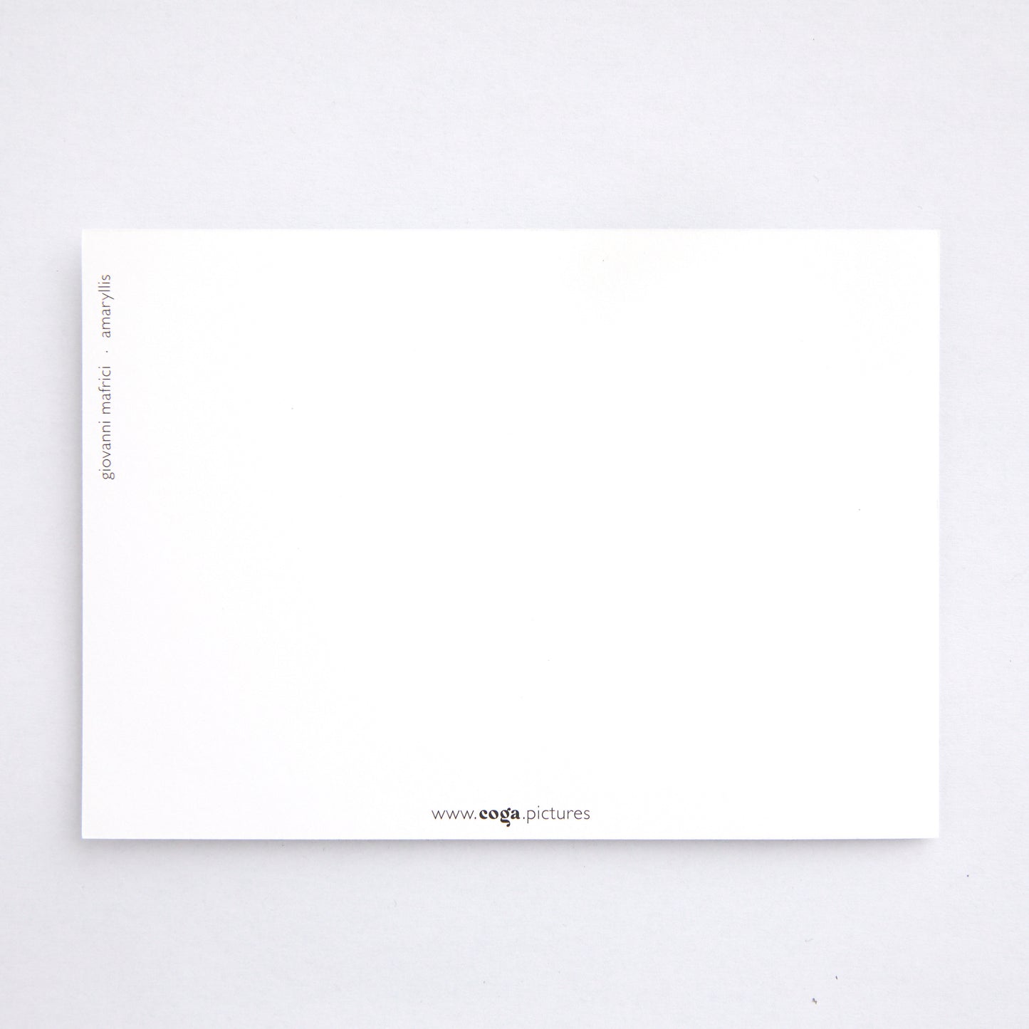 Postkarte amaryllis
