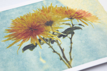 Postkarte chrysanthemum