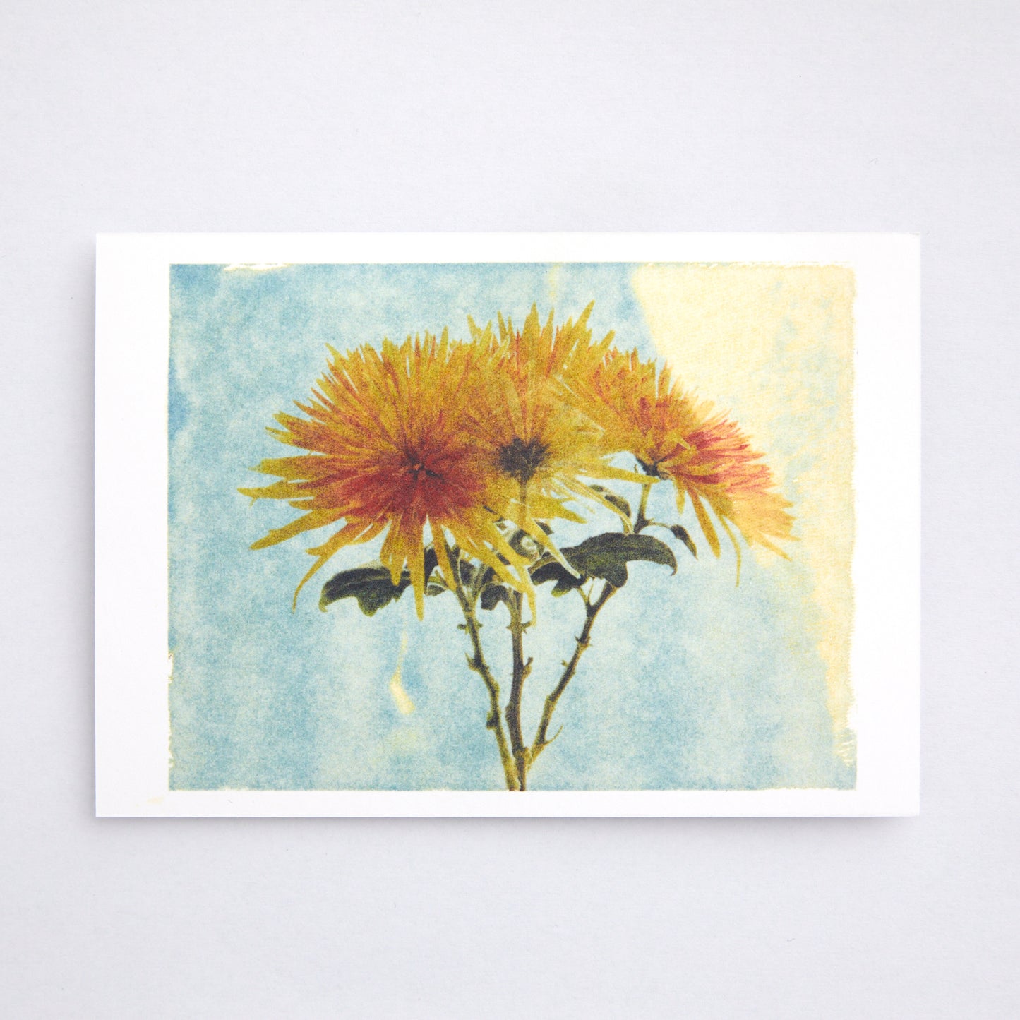 Postkarte chrysanthemum